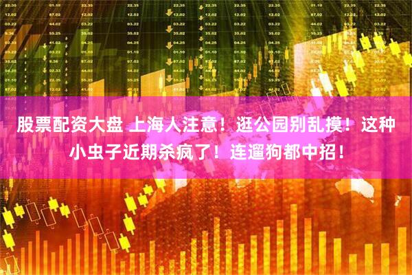 股票配资大盘 上海人注意！逛公园别乱摸！这种小虫子近期杀疯了！连遛狗都中招！